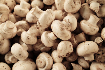 Fresh white mushrooms with natural texture at the market. Organic farm produce used in cooking, soups, and vegetarian dishes. Champignons are sold at the local market