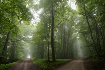 Obraz premium Morning forest road with foggy trees and autumn leaves