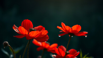 Obraz premium Stunning Red Anemone Flowers with Dew Drops Against a Dark Background in a Natural Setting