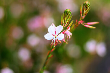 Beautiful white flower with pink edge growing on green stem