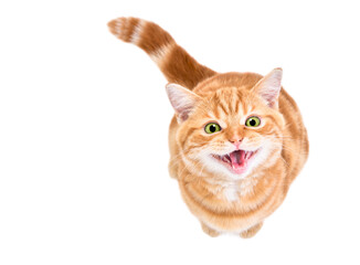 Cute meowing kitten scottish straight looking up sitting isolated on white background top view