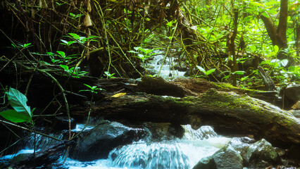 Forests in Indonesia's tropical climate