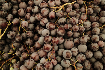 Fresh dark grapes with stems at the local market. Organic seasonal fruit used for eating, winemaking, or juice production