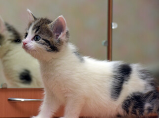 a cute little kitten of white and gray color with spots.  