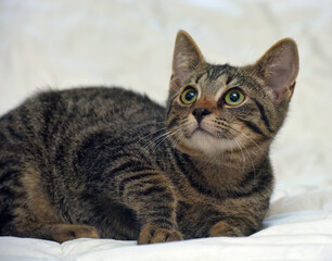 a charming tabby kitten with large green eyes. The animal is lying on a white background, which emphasizes its bright tiger color with brown and black stripes. 