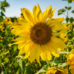 Bright and yellow Sunflowers with blue sky bacground