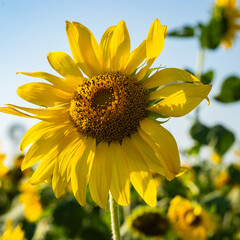 Bright and yellow Sunflowers with blue sky bacground