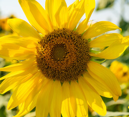 Bright and yellow Sunflowers with blue sky bacground