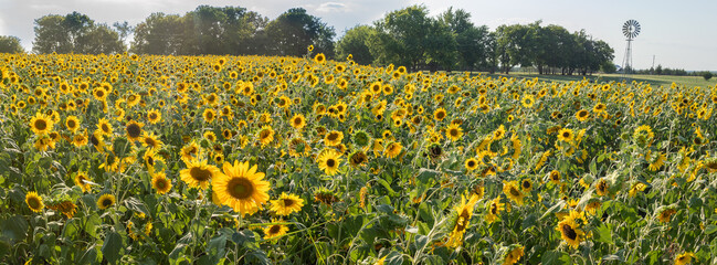 Bright and yellow Sunflowers with blue sky bacground
