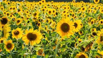 Bright and yellow Sunflowers with blue sky bacground