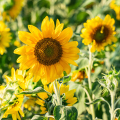 Bright and yellow Sunflowers with blue sky bacground