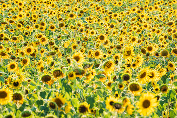 Bright and yellow Sunflowers with blue sky bacground