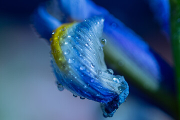 Fototapeta premium blue flower with water drops close up macro 