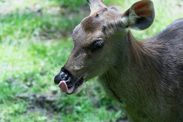 Deer sticking out her tongue