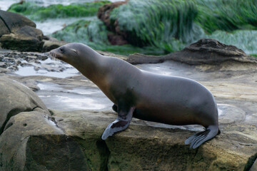Sea Lion Moving Across Coastal Rocks
