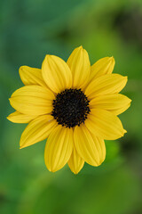 Close up of vibrant yellow sunflower bloom with green blurred background