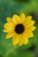 Obraz premium Close up of vibrant yellow sunflower bloom with green blurred background