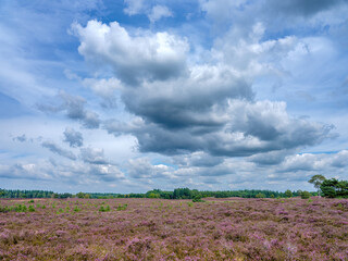 Nature reserve,  Renderklippen, Heerde, Gelderland province, The Netherlands