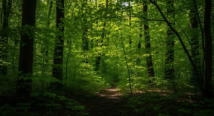 Obraz premium Sunlight filters through the trees in a lush green forest landscape