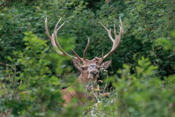 Impressive wild Red Deer stag. emerging from the depths of the woods, showing an imposing trophy. Alps Mountains, Italy. Species: Cervus elaphus.