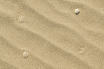 Textured sand dunes with ripples and scattered seashells
