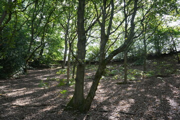 Dale Abbey, Derbyshire, England – August 25 2025: Sunlit woodland floor with tree shadows in late summer