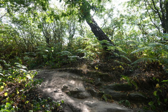 Dale Abbey, Derbyshire, England &ndash; August 25 2025: Scenic woodland hiking trail with ferns and sunlight in Dale Abbey, Derbyshire, England.
