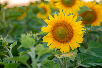 Naklejka premium sunflower in the field