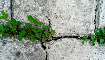 Green vine creeping through cracks in concrete tiles surface outdoor