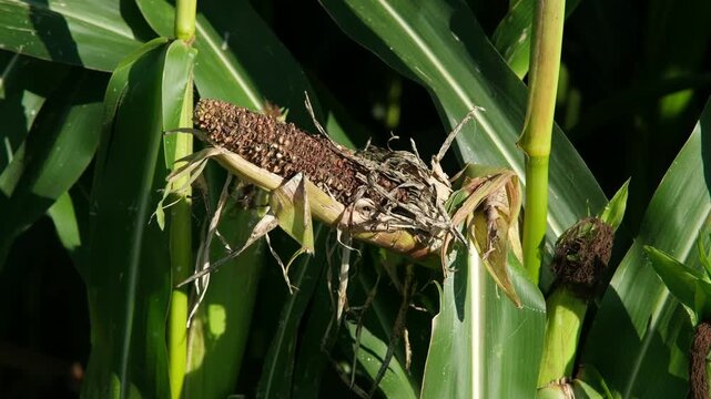 Angefressener mit Sch&auml;dlingen befallener Maiskolben am Feldrand, Ausschuss in der Landwirtschaftlichen Mais Produktion