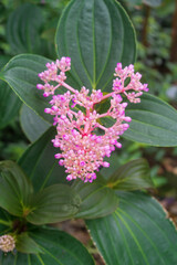 Medinilla myriantha is a species of semi-epiphytic plant endemic to the Philippines.  Also known as Medinilla Multiflora