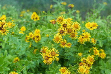 Pentanema spiraeifolium, herbaceous plant belonging to the family Asteraceae.It is found from Europe to Iran.