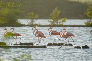 Obraz premium Vibrant flamingos walking gracefully in sunlit lake shallows