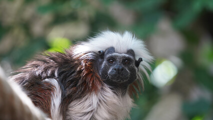 Grace on the Ropes: Cotton-top Tamarin in Motion