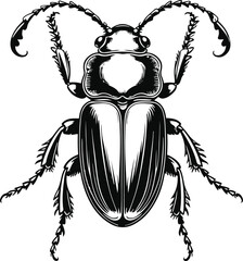 Beetle insect illustration, bold smooth line art, whole body with legs and shell details, black and white minimal vector 1