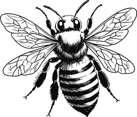 Detailed honeybee doodle, hand drawn thick ink strokes, wings, stripes and antennae, clean monochrome vector style 1