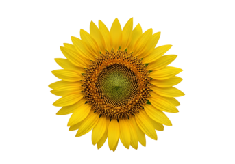 A vibrant sunflower, radiant yellow against a striking black background, showcasing detailed petals and a central disc.