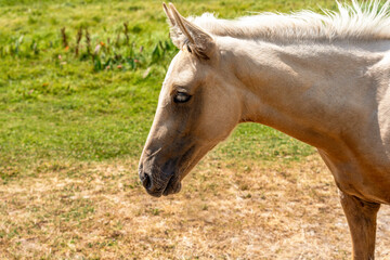 Obraz premium Close-up of the head of a Palomino-colored foal against the background of a pasture with green grass on a sunny day. Long white eyelashes are visible.