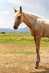 Obraz premium Vertical photo of the front of the body of a beautiful graceful Palomino-colored foal against the background of pastures and mountains on a sunny day.