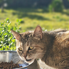 Beautiful innocent cat looking at camera, brown and gray fur