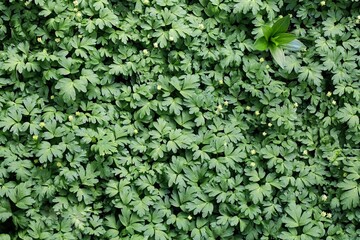 Green leaves background, leaf texture.
