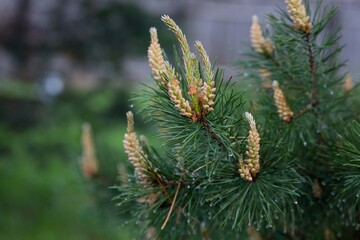 Background of green pine branches, texture of needles.
