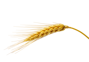 A single golden wheat ear stands out against a pure black backdrop.