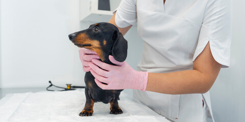 Doctor with pink gloves is carefully palpating a small black tan dachshund during a medical checkup...