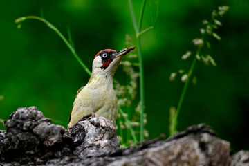 Green woodpecker // Grünspecht (Picus viridis)