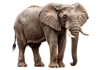 Majestic African Elephant Standing Tall Isolated on transparent background