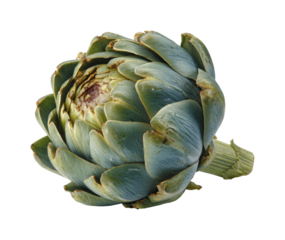 Artichoke preparation techniques kitchen food guide home, isolated on transparent background, png