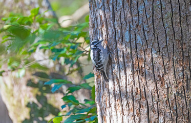 Obraz premium Downy Woodpecker drilling on a Tree Trunk