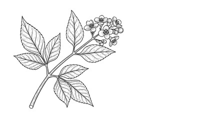 Minimal Botanical Line Drawing of Flowering Branch with Leaves — Elegant Monochrome Floral Sketch for Coloring or Design