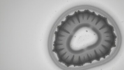 Clostridioides difficile bacterium undergoing sporulation, endospore forming inside the mother cell, visible cortex and coat layers, phase contrast microscopy style